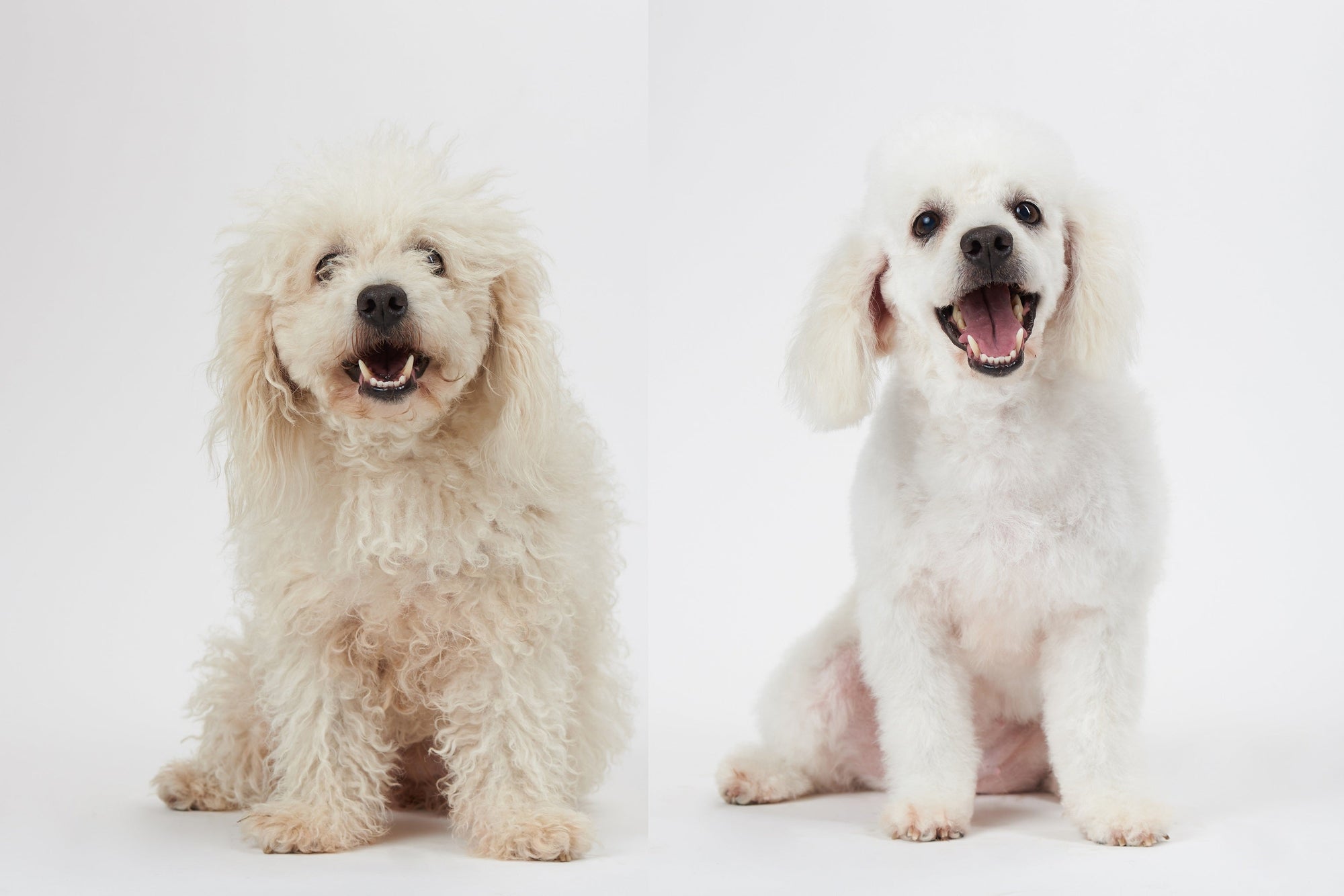 Dog Grooming Tips for Beginners at Home - My Pet Command