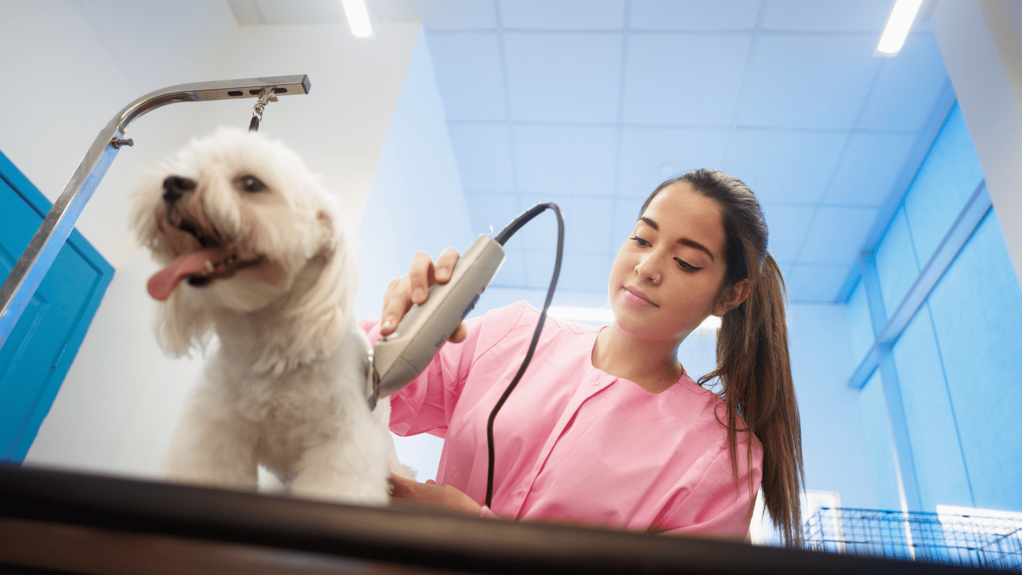 Best Cordless Professional Grooming Clippers for Big, Medium, and Small Dogs - My Pet Command