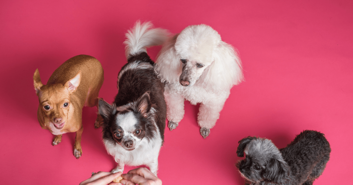 Hypoallergenic dogs fashion for first time owners