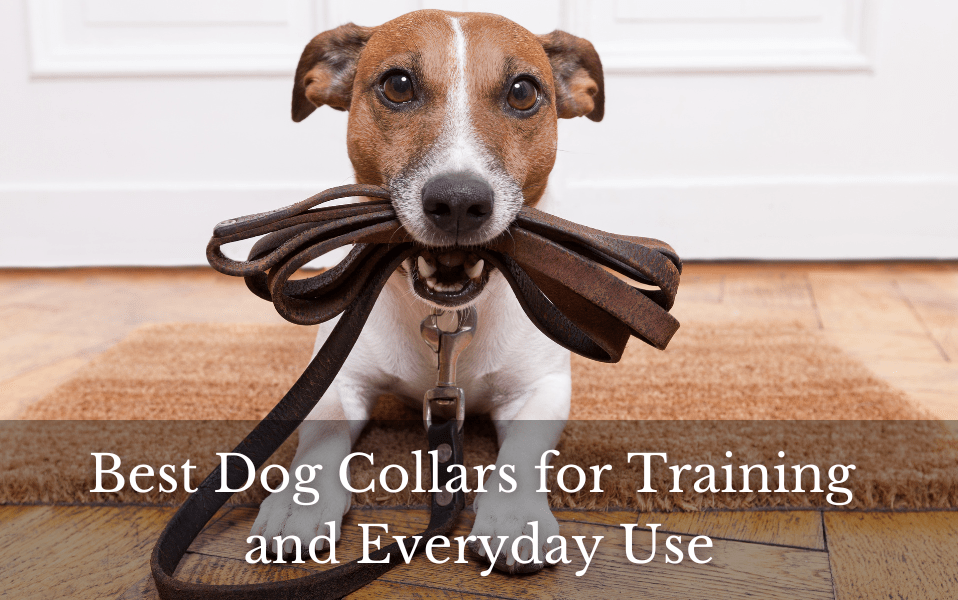 Find Best Dog Collars for Dogs Training Everyday Wear