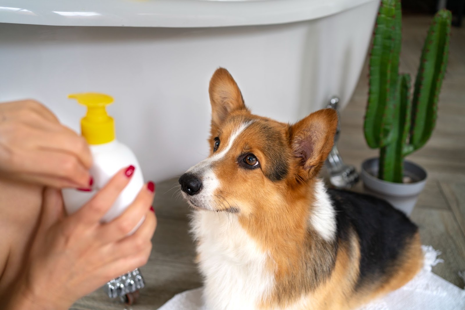 Dog Grooming Products for Skin Health