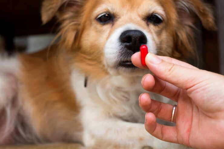 Best Probiotics for Dog