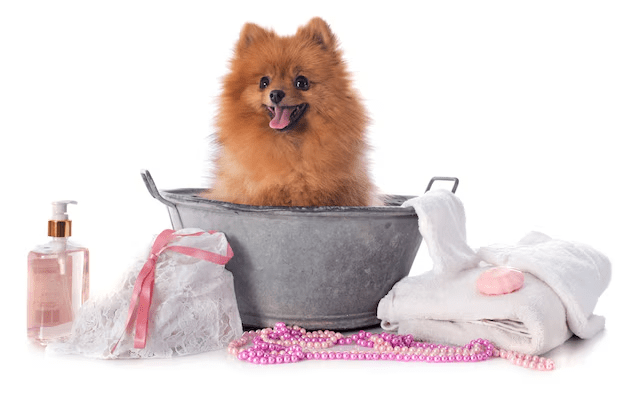 Choose The Best Pet Grooming Products For Your Dog’s Health - My Pet Command