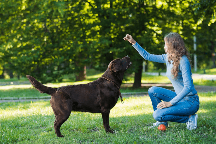 Dog Training Tools You Didn’t Know You Needed for a Happier, Healthier Pet - My Pet Command