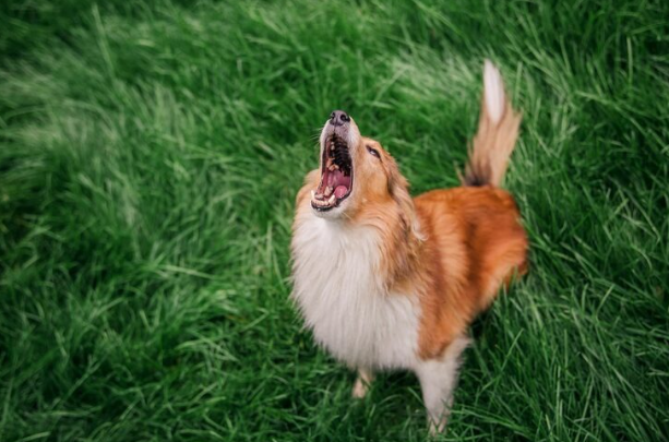 How to Stop Dog Barking Naturally While Keeping Your Dog Happy