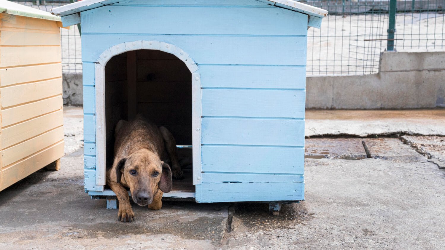 Find the Perfect Outdoor Dog Kennel: Safe and Comfortable