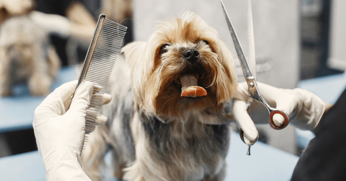 How Often Should You Groom Your Dog? Tips for Dog Owners - My Pet Command