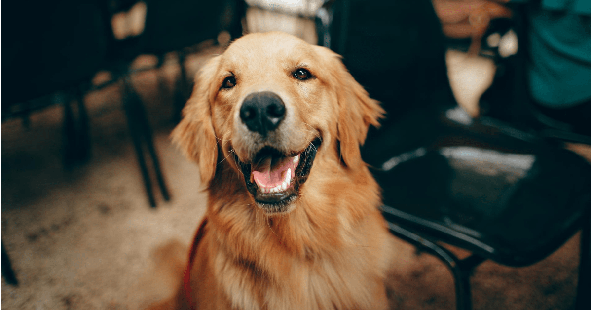 How to Groom a Golden Retriever at Home? Tips, Tools, Cost & Hairstyles - My Pet Command