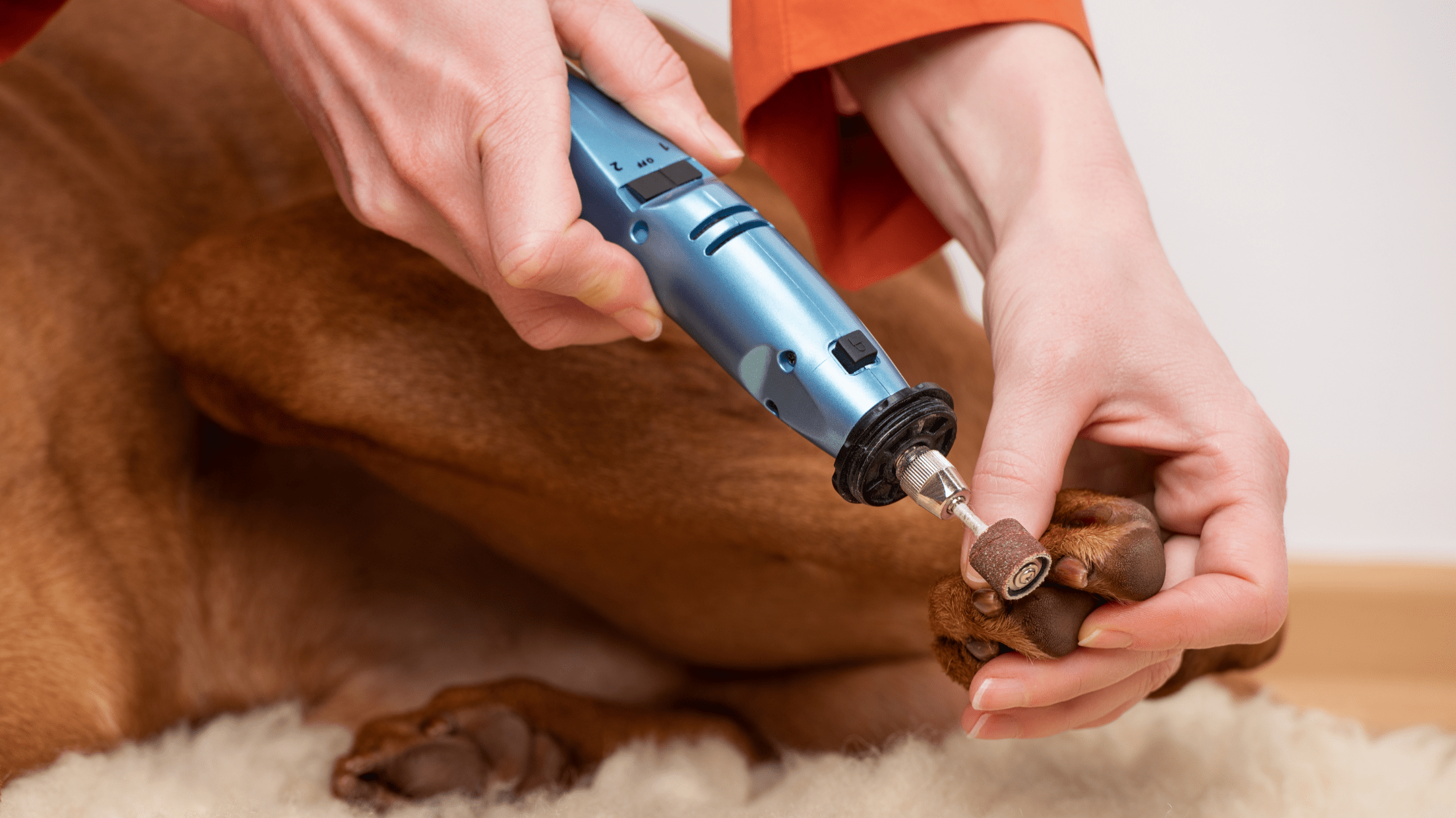 How to use dog nail grinder? Guide to Nail Grinder for large and Small Pets