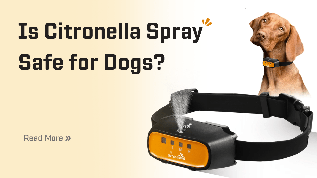 Is Citronella Spray Safe for Dogs: What You Need to Know? - My Pet Command
