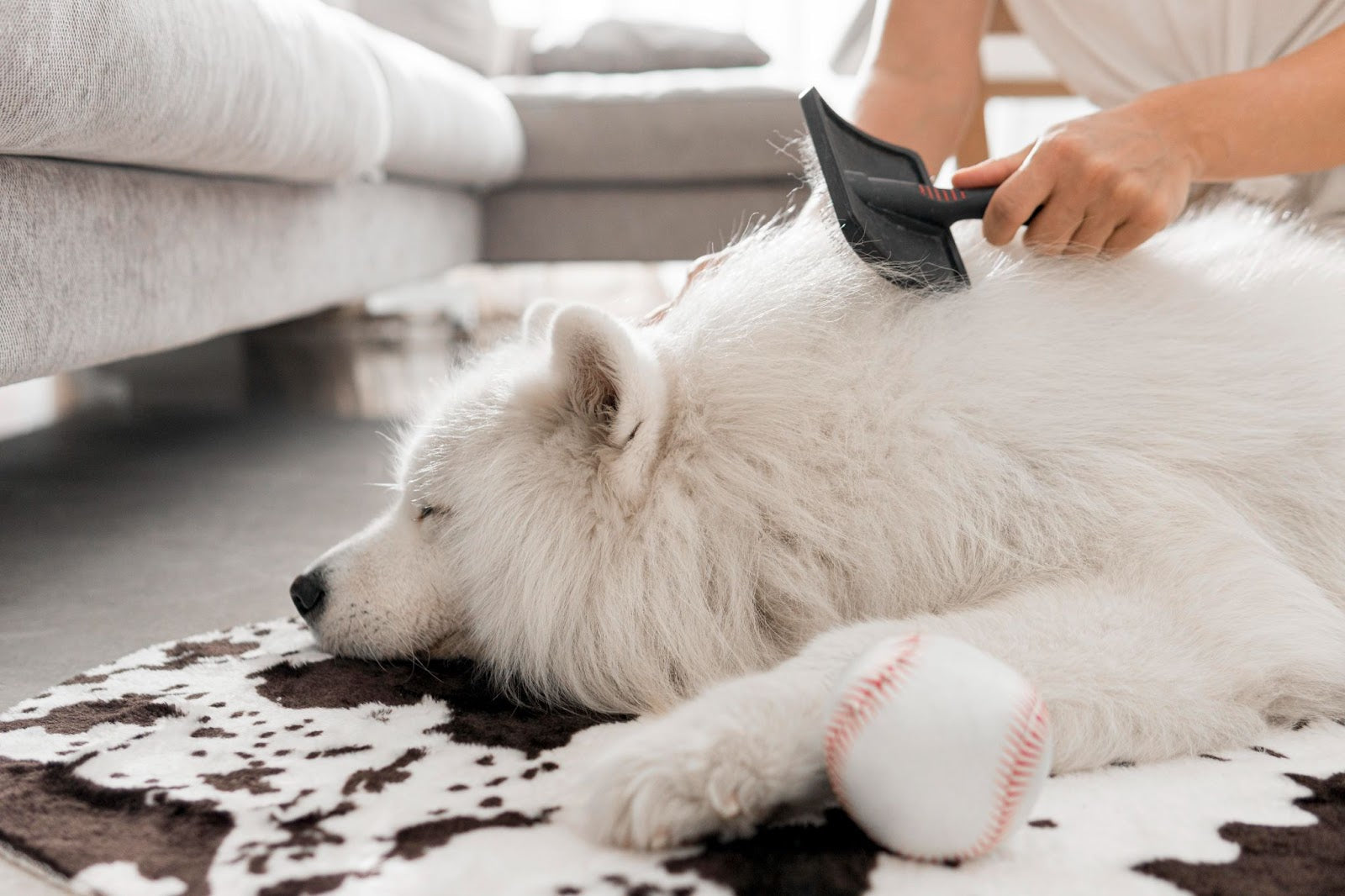 professional dog hair dryer