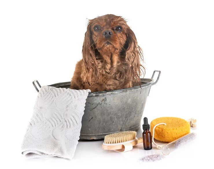 dog grooming products