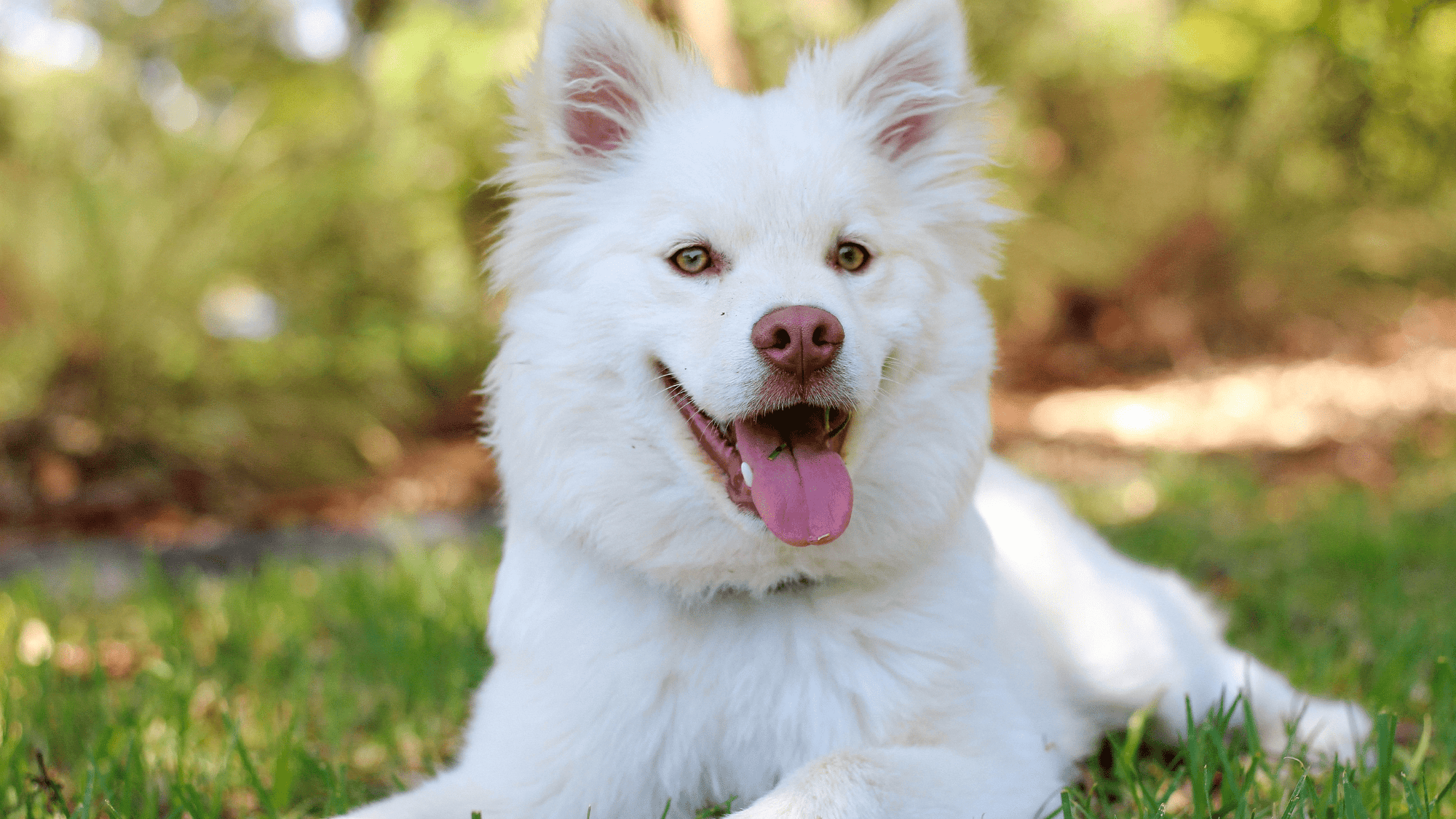 Affordable and Best GPS invisible dog Fence systems for Large Acreage and Open Areas