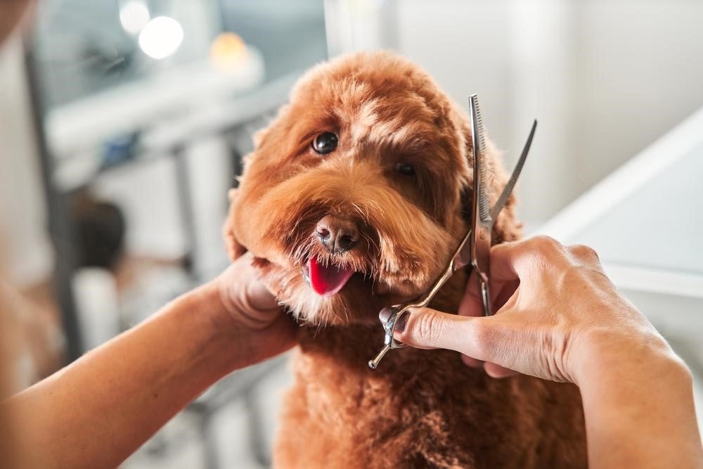 The Ultimate Guide for Dog Grooming, Become a Pro Groomer