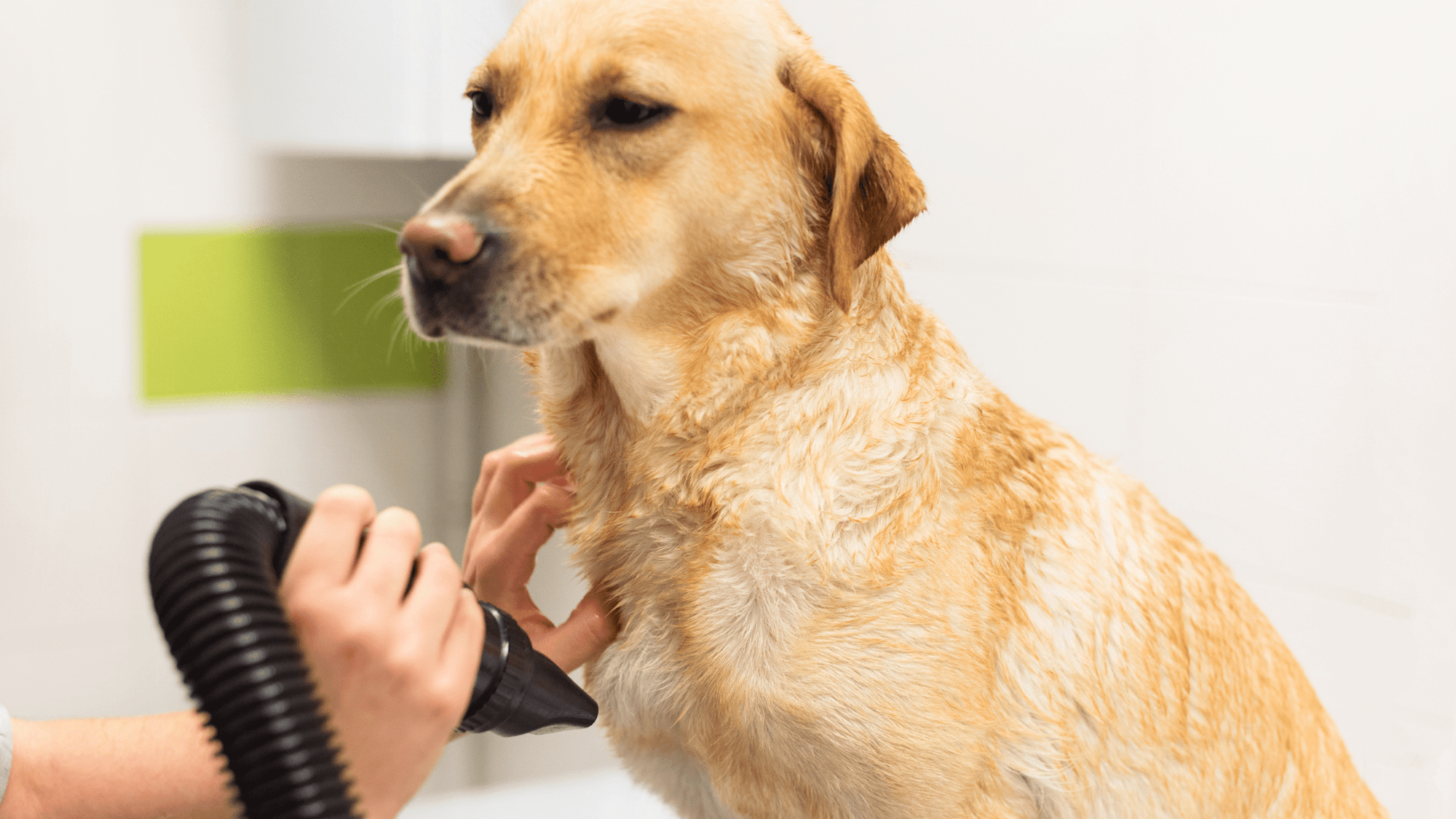 Things to Consider Before Buying Pet Hair Dryer: The Ultimate Guide - My Pet Command