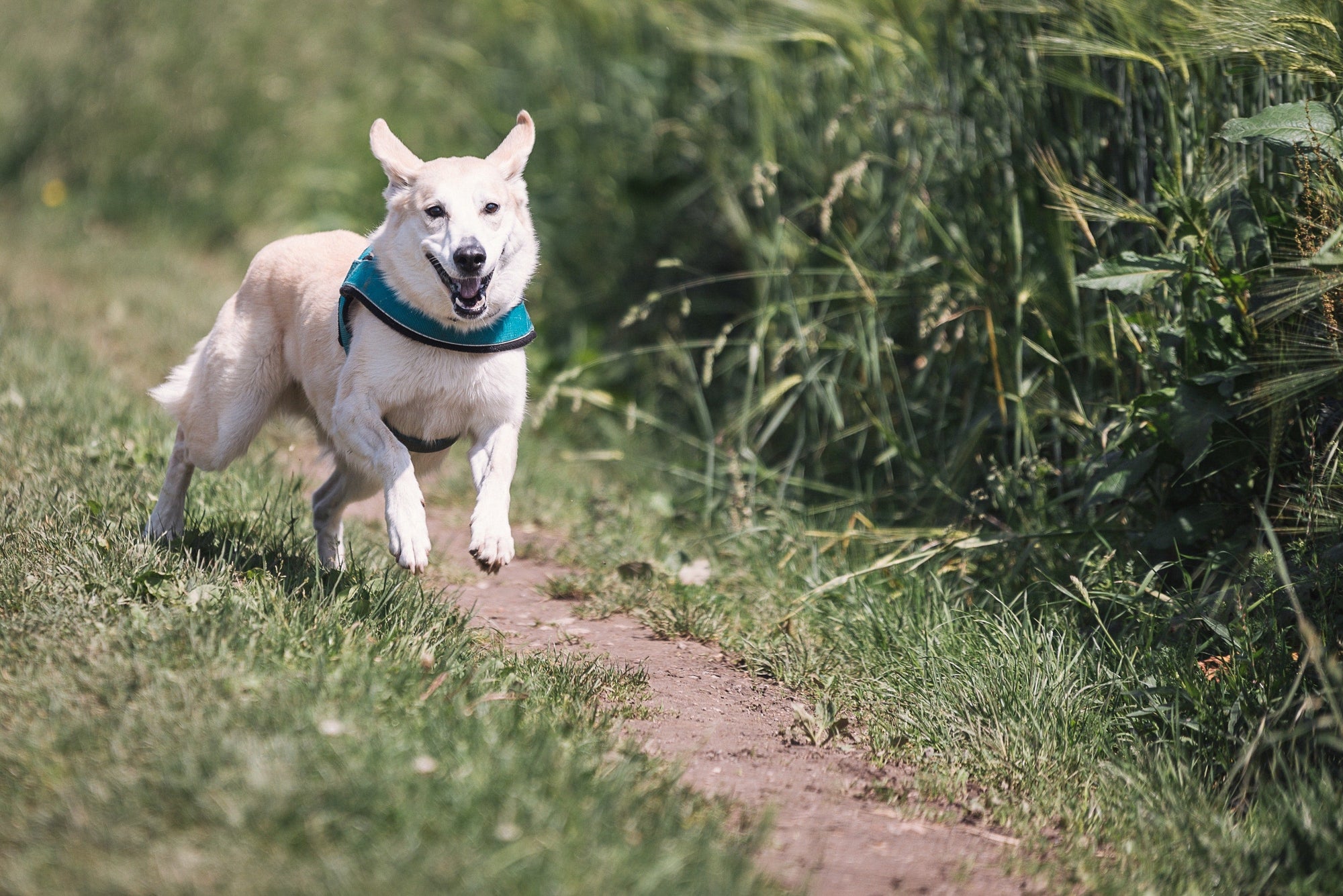 Traditional wired dog fences vs GPS wireless dog fence - My Pet Command