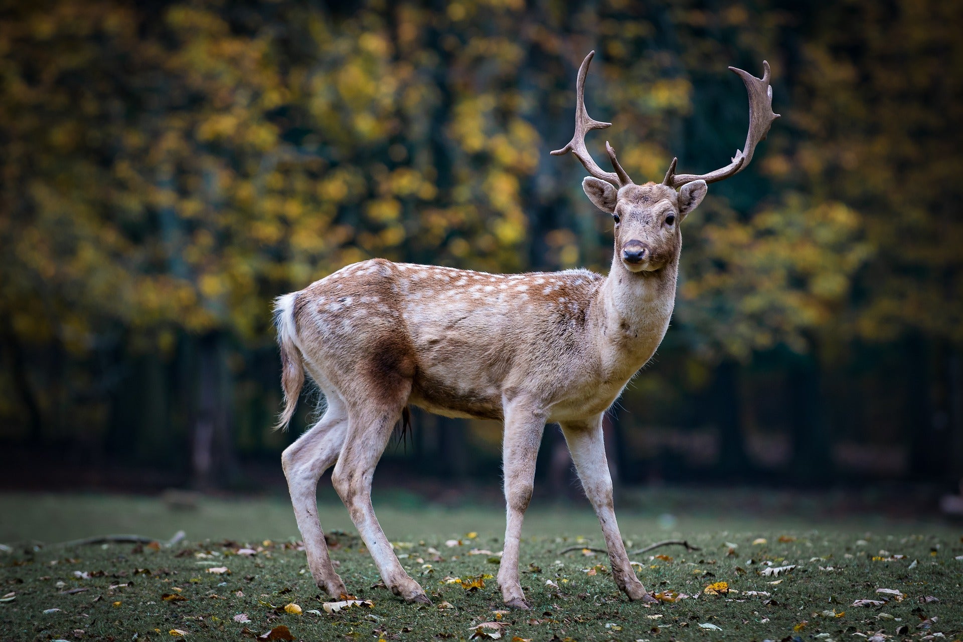 Trail Camera Buying Guide | Best Buy trial Cameras to Buy - My Pet Command