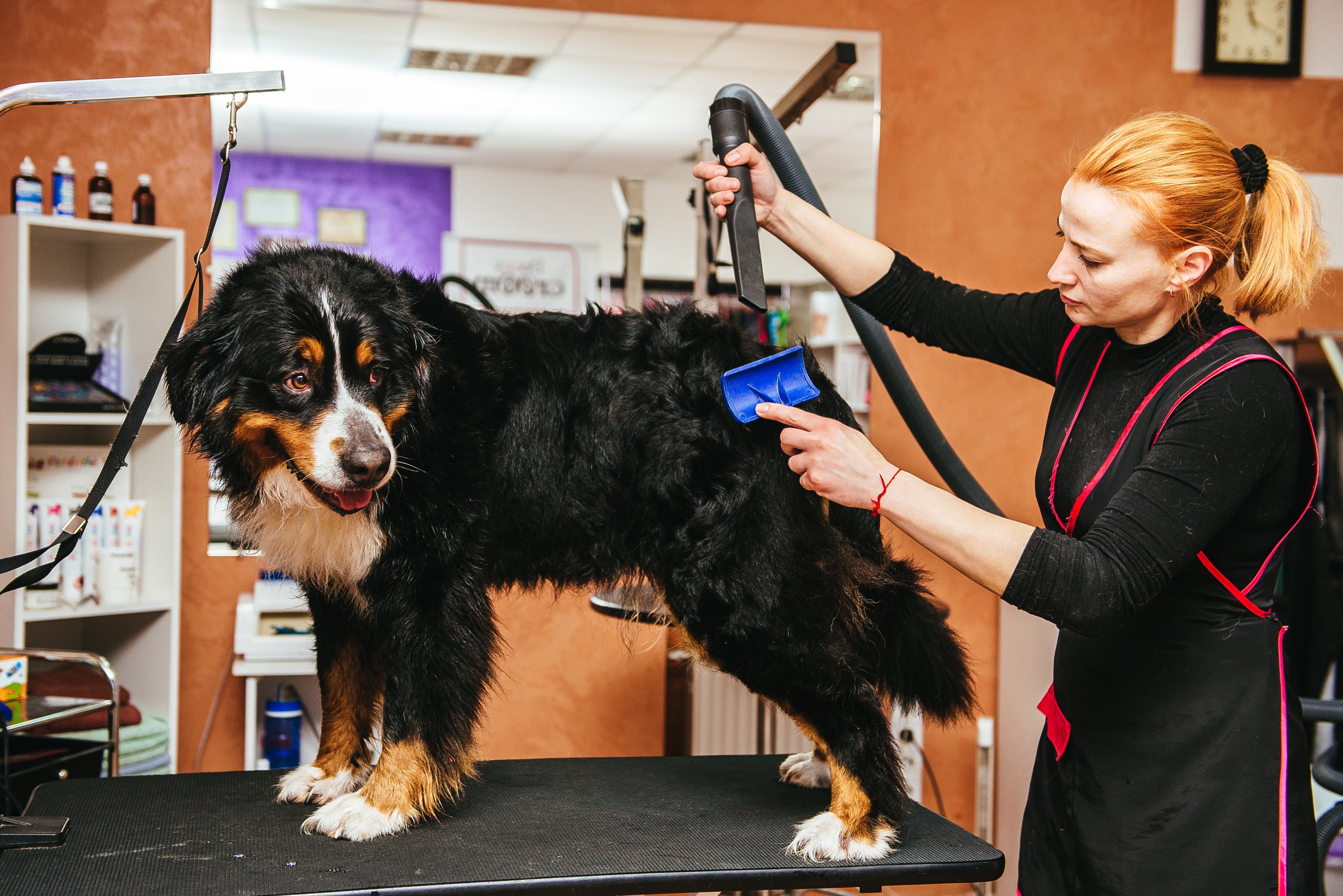 Useful Tips on How to Dry a Dog after a Bath and Blowing Out Undercoats - My Pet Command