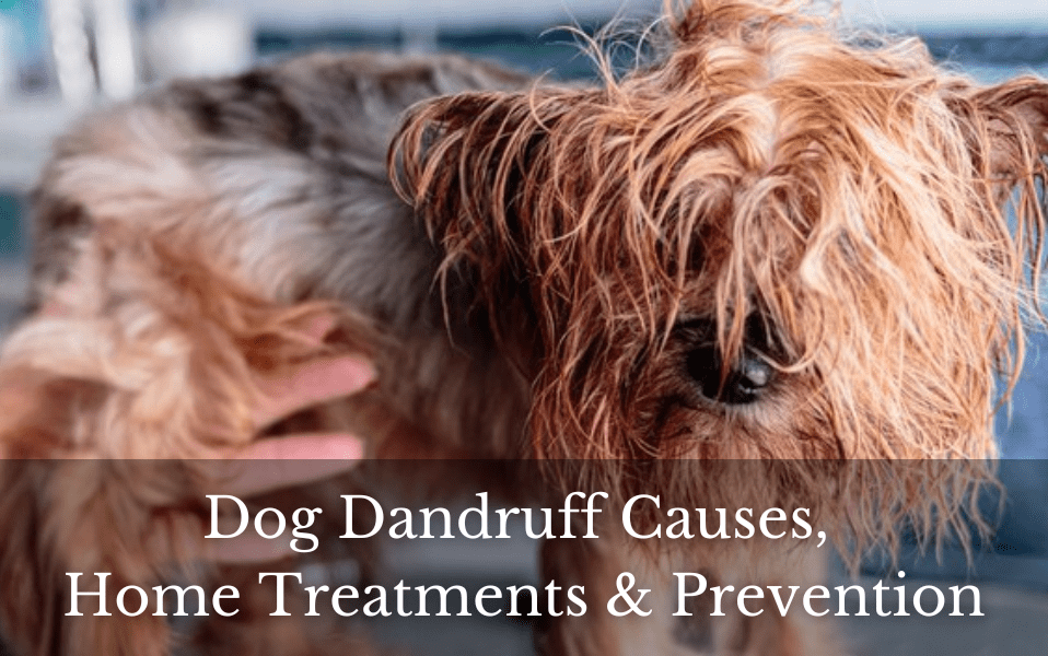 Why Does My Dog Have Dandruff? Causes, Home Treatments & Prevention