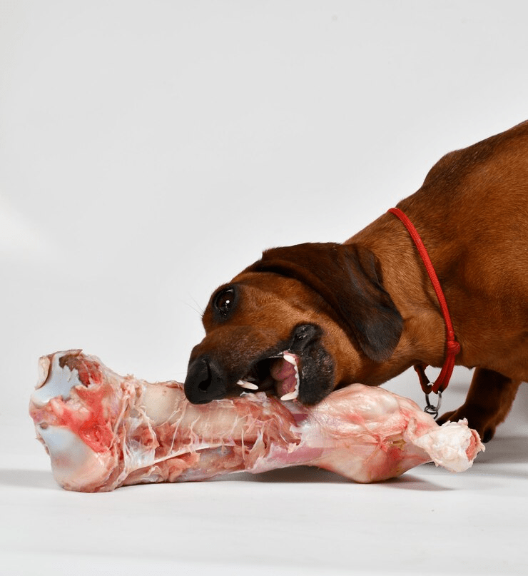 Why Raw Food Dog Diets Might Not Be Best for Your Pet: What You Need to Know - My Pet Command