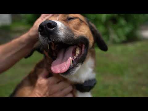 Invisible Wireless Electric Underground Dog Fence System, Dual Function With Remote Training Collar