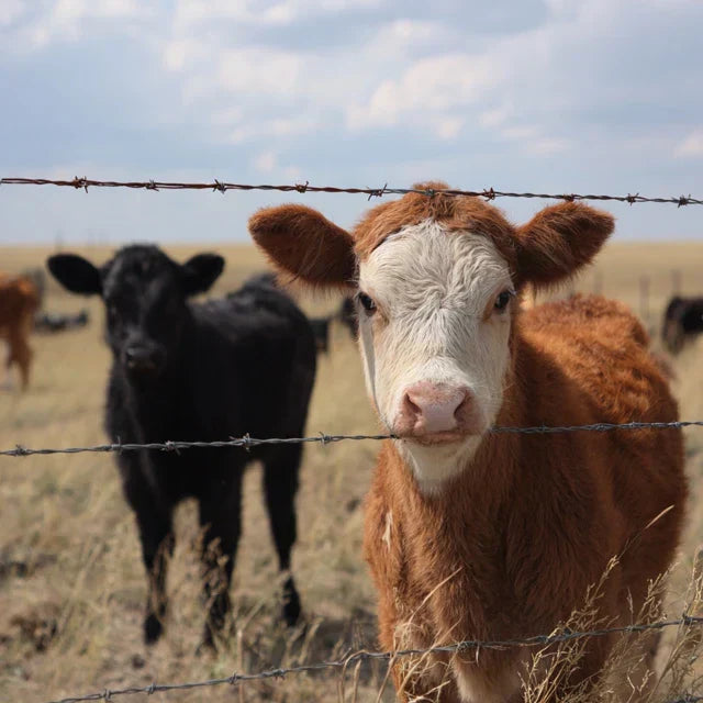 Solar Fence Energizers for Livestock & Poultry Protection
