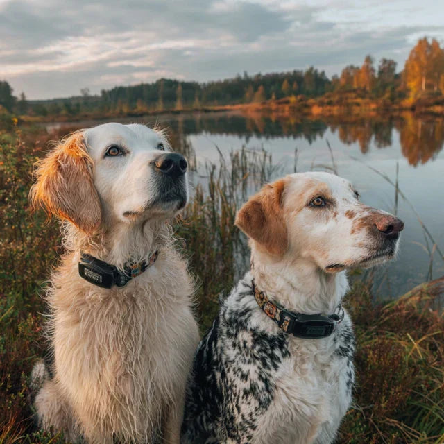 My Pet Command Subscription Free GPS Wireless Dog Fence: What is It?