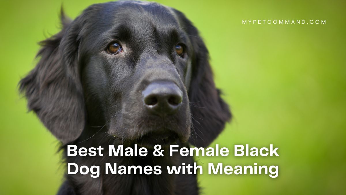 400+ Best Male & Female Black Dog Names with Meaning - My Pet Command