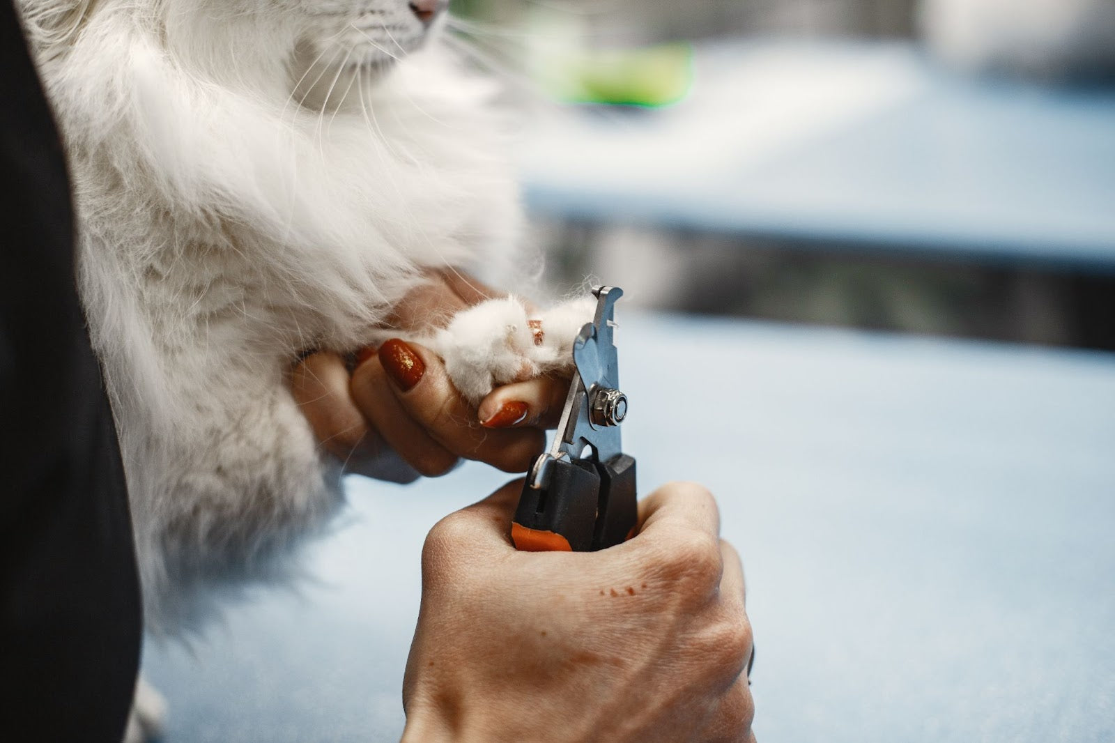 dog nail grinder​