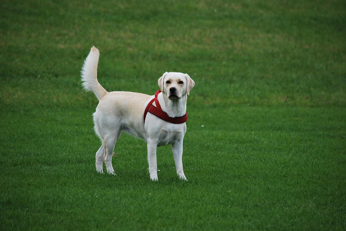1 Mile or 1.25 Miles? How to Pick the Right Long-Range Dog Training Collar