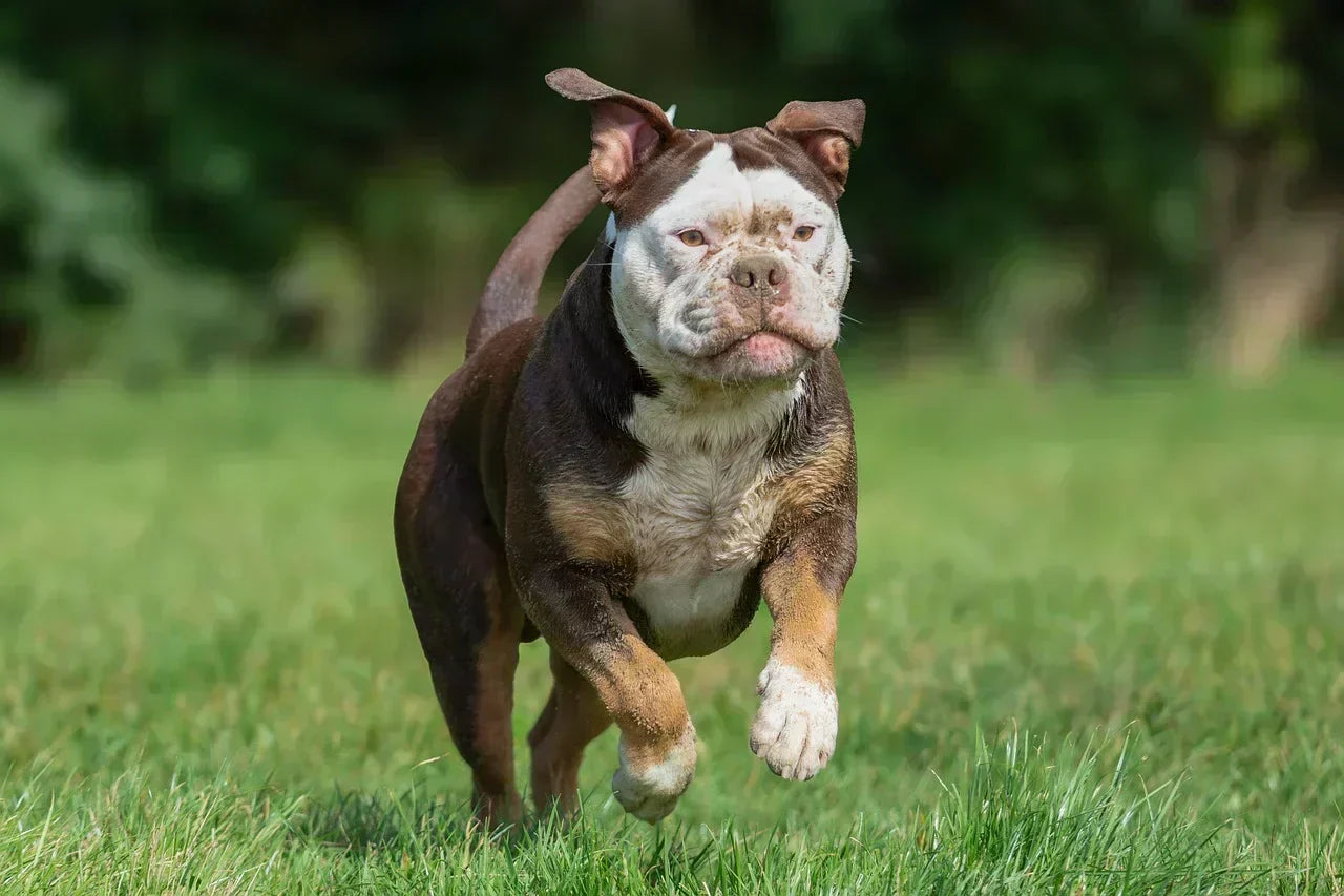 GPS Wireless Dog Fence With App: What to Know Before You Buy (And How to Make It Work)