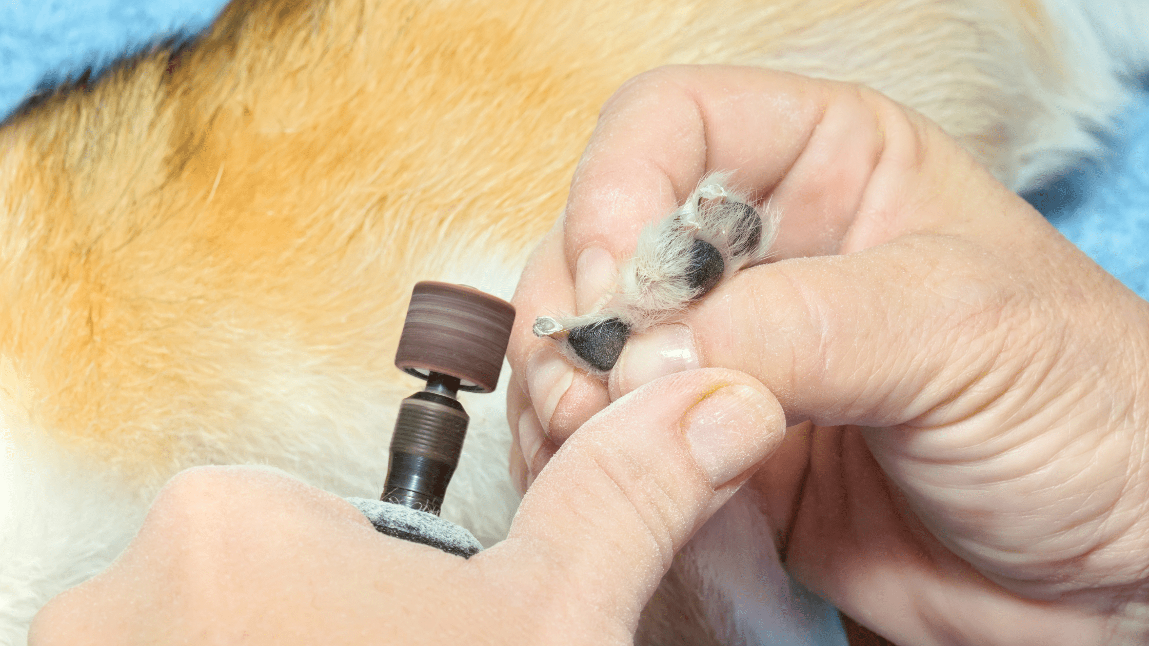 Best Nail Grinder for Dogs | Corded and Cordless Nail Grinders for Pets