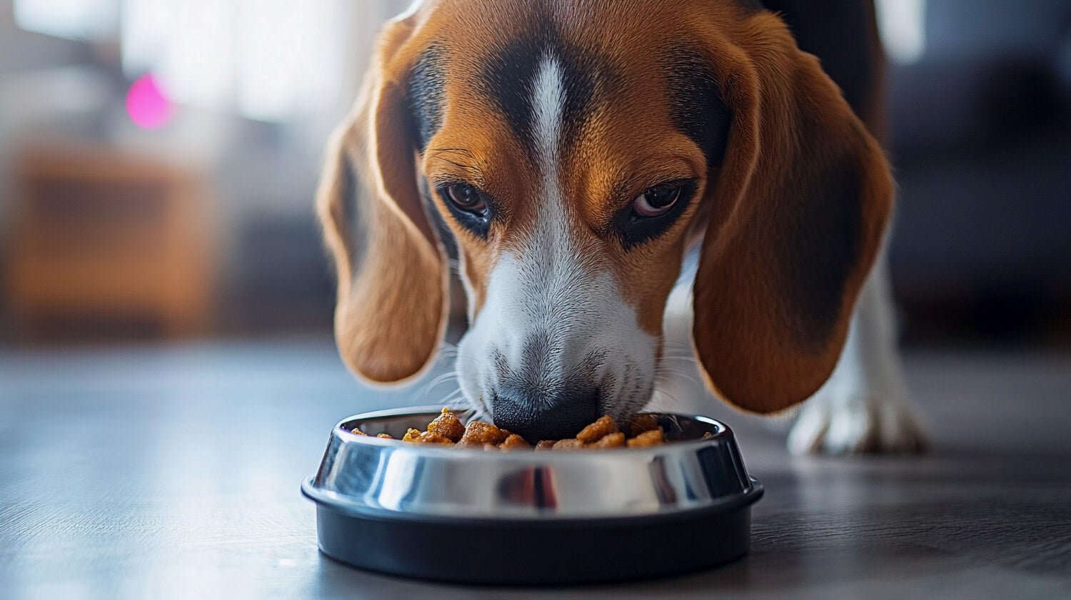 Best Dog Food for Allergies: A Comprehensive Guide - My Pet Command