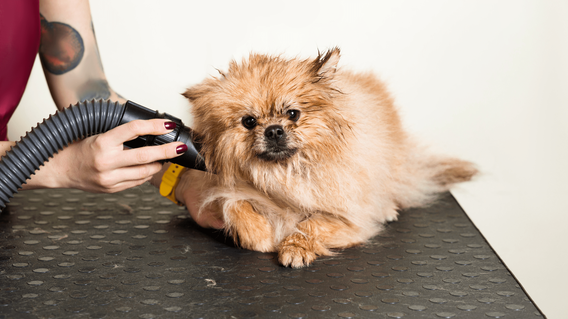 Best Dog Hair Blow Dryer of 2023 - My Pet Command