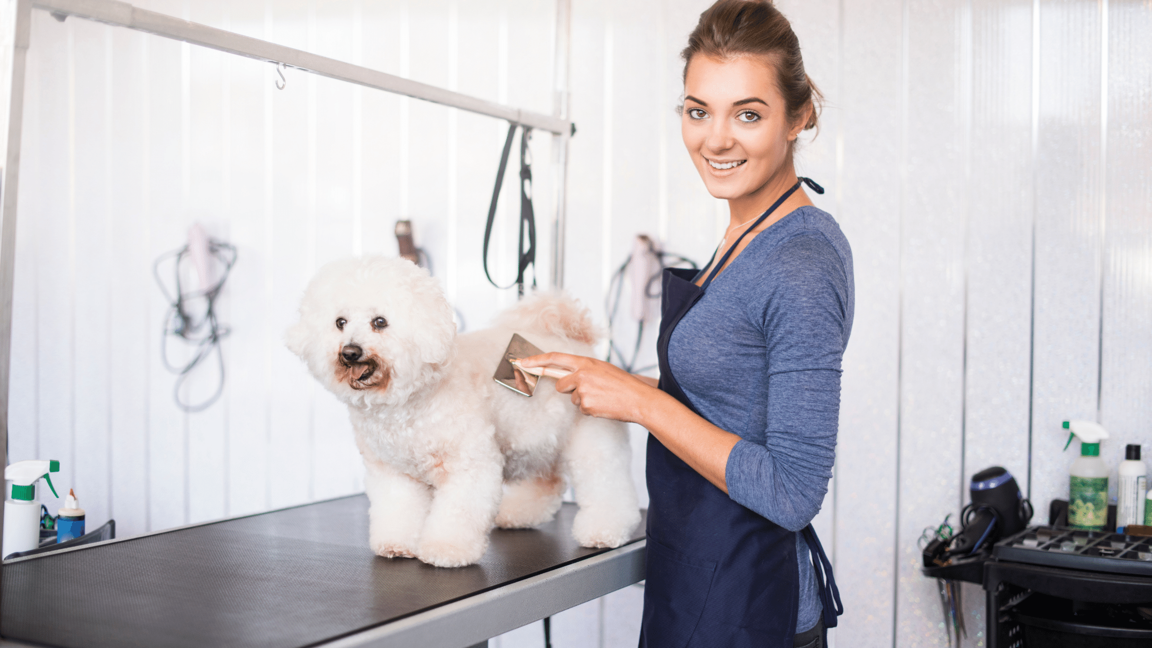 Best Mobile Dog Grooming services in USA | Best Mobile Groomer - My Pet Command