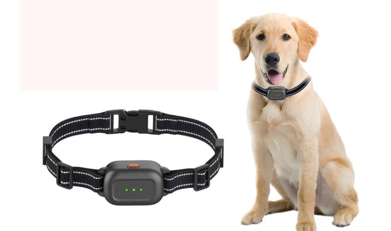 dog collar
