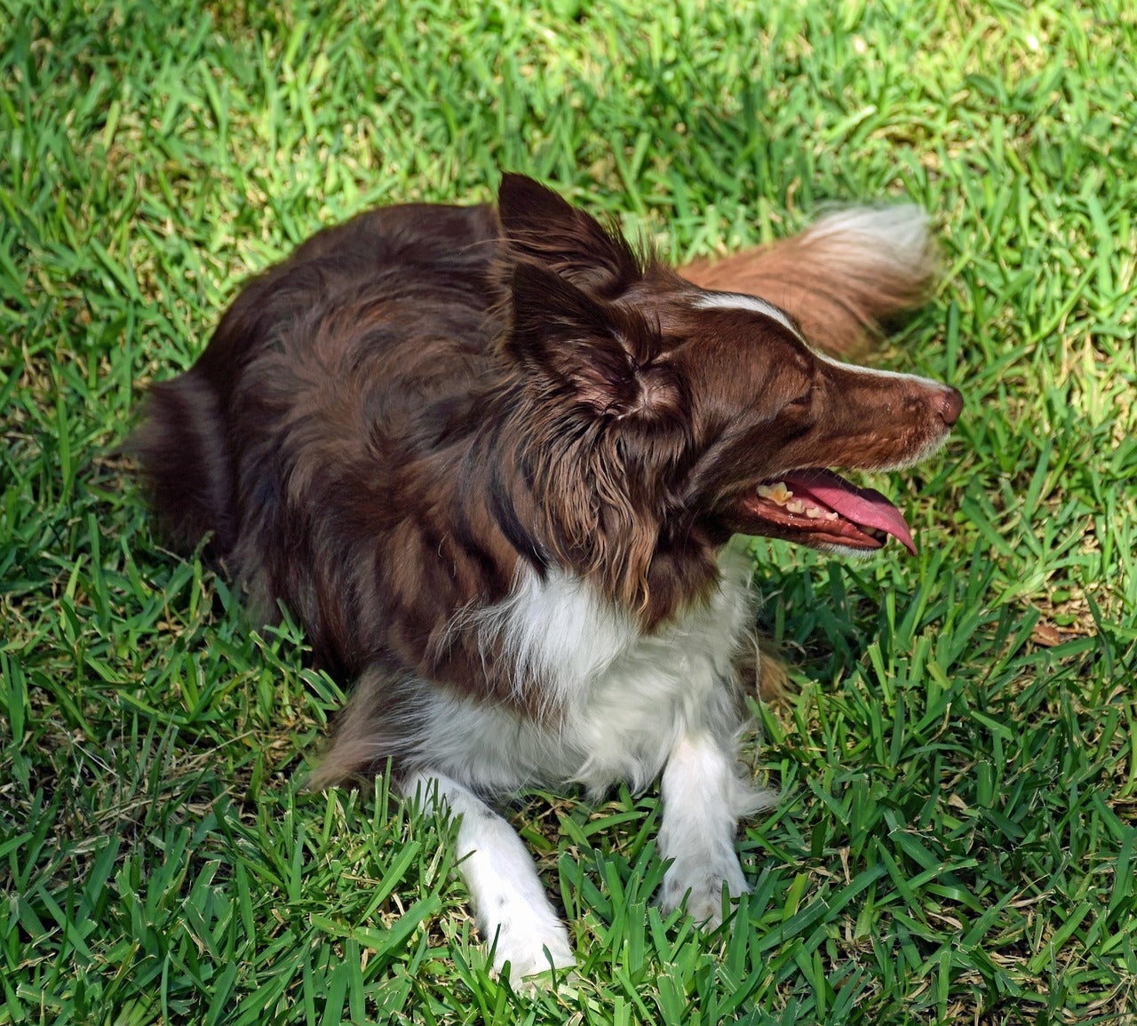 How to Train Your Dog to Ignore Livestock