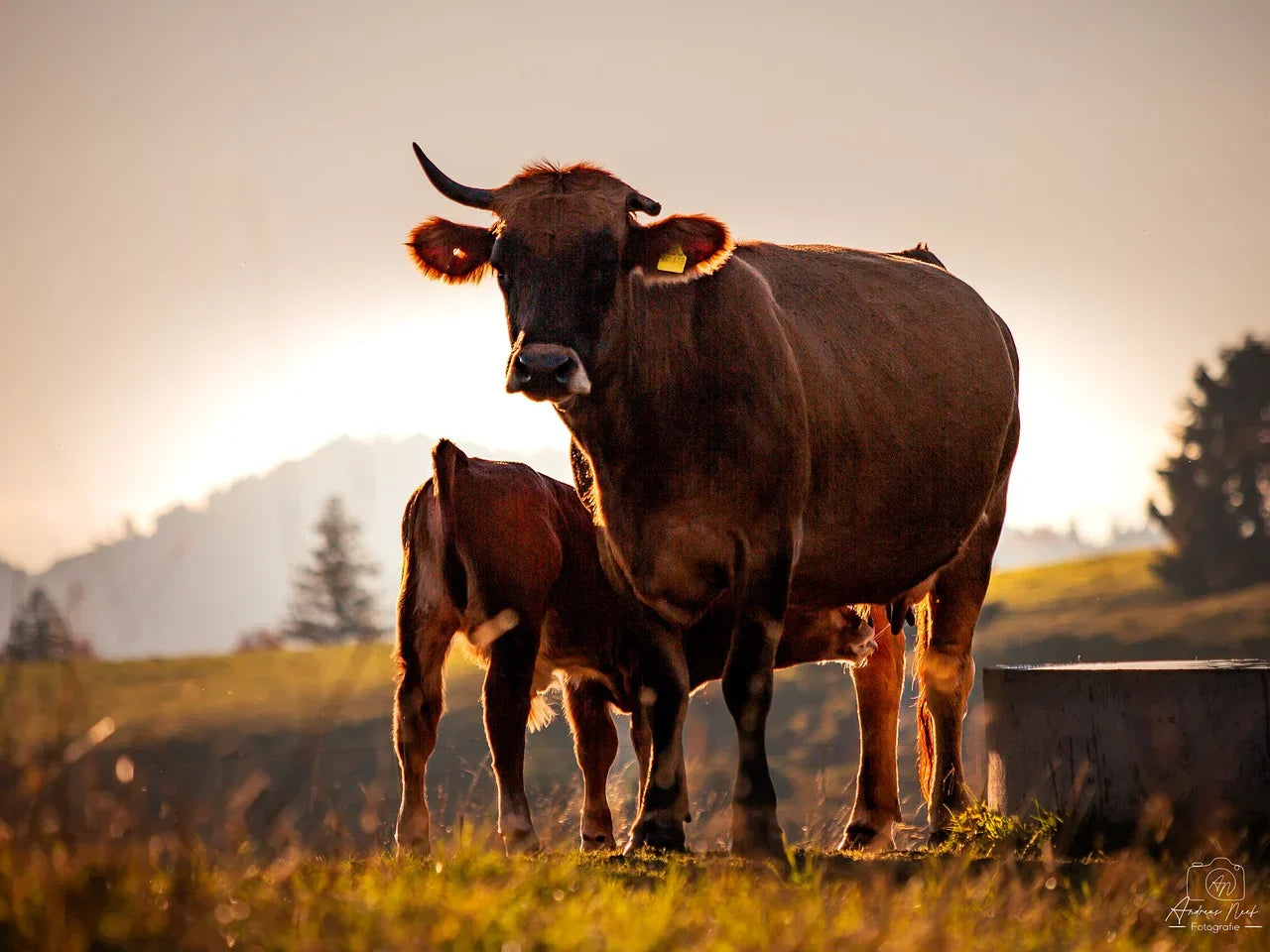 Solar fence energizers protect cattle