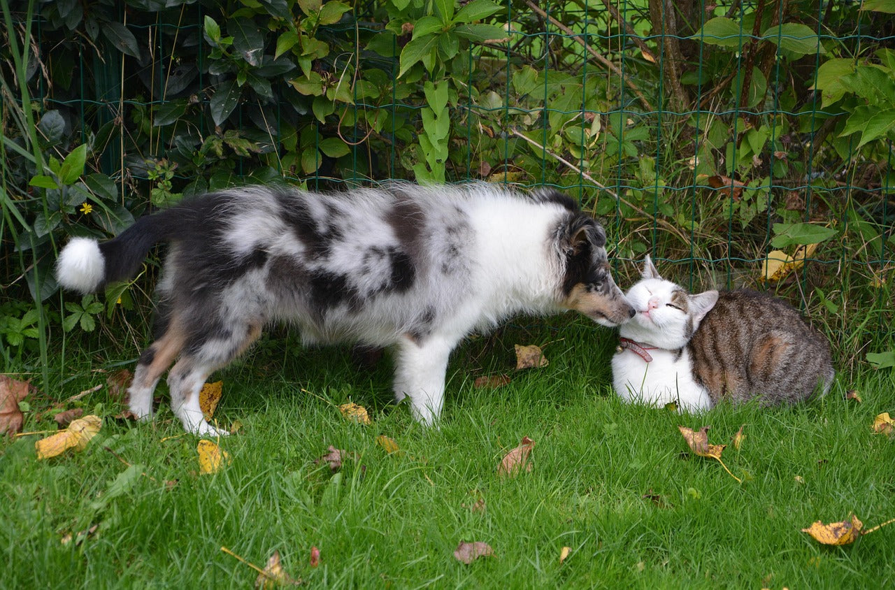 Can Dogs Eat Cat Food? What Veterinarians Want You to Know