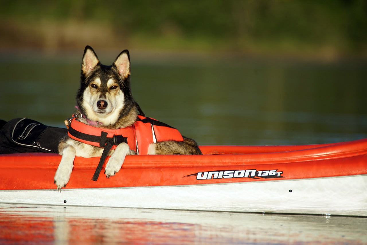 How to Travel Safely With Your Dog by Car, Plane, or Boat