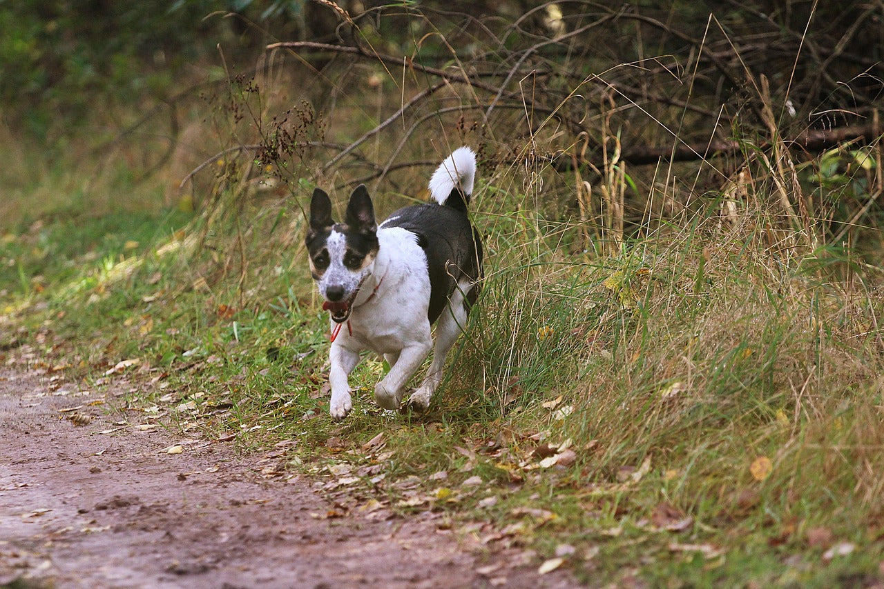 GPS Wireless Dog Fence Without a Subscription: How It Works