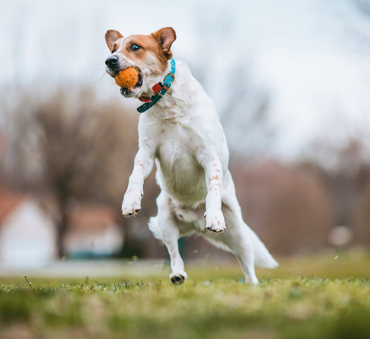 How to Build a Dog Park in Your Backyard: 10 DIY Ideas