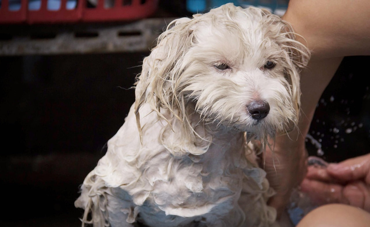 Dog in bath during grooming and drying session