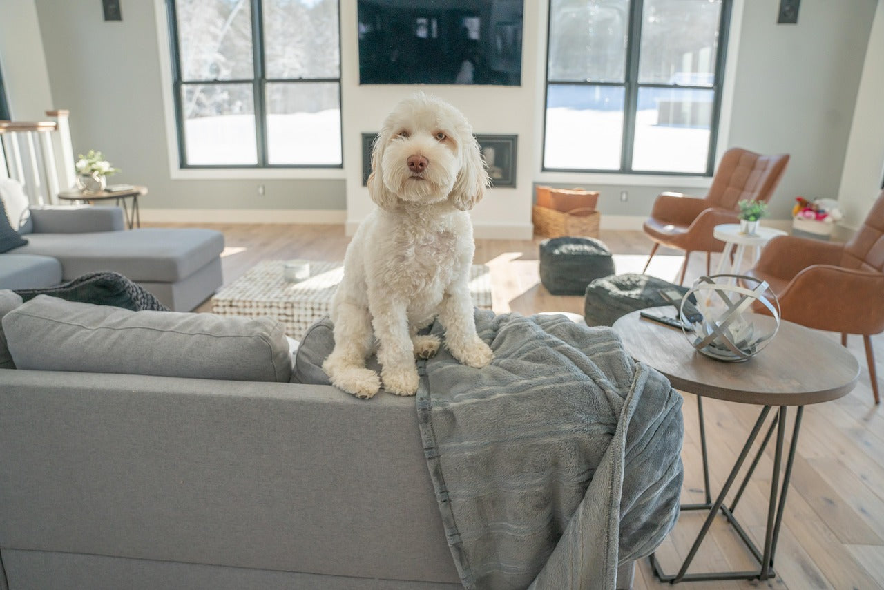 How to Set Up a Wireless Indoor Pet Barrier: Open Floor Plan Guide