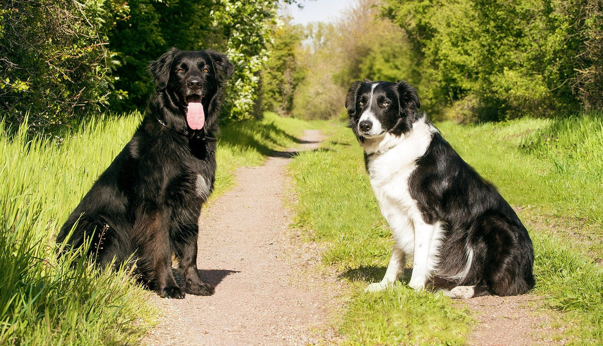 How to Train a Reliable Recall and Yard Boundaries: A 14-Day Plan