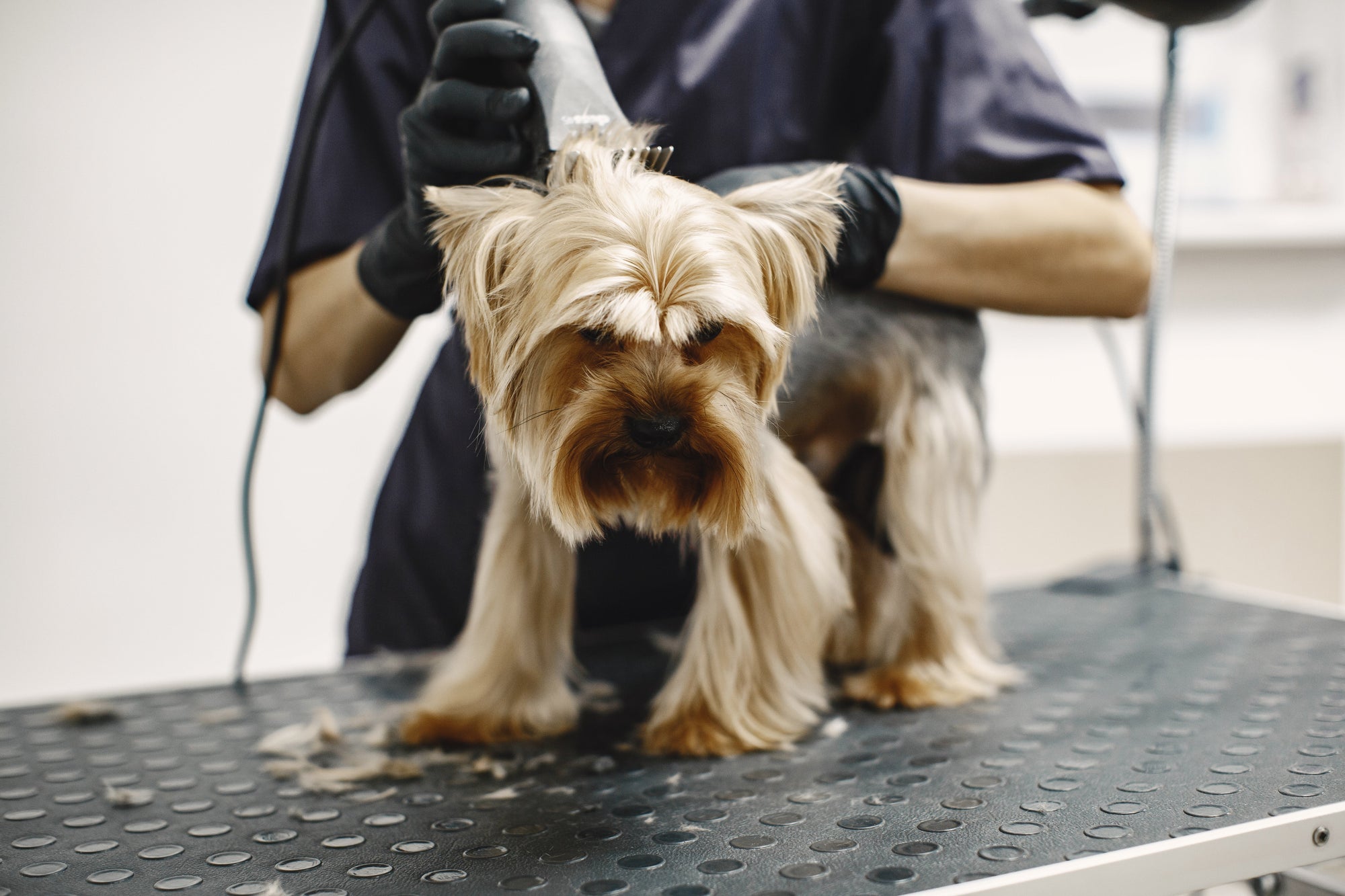 Enhance your Pet’s Grooming with Professional Dog Clippers Kit - My Pet Command