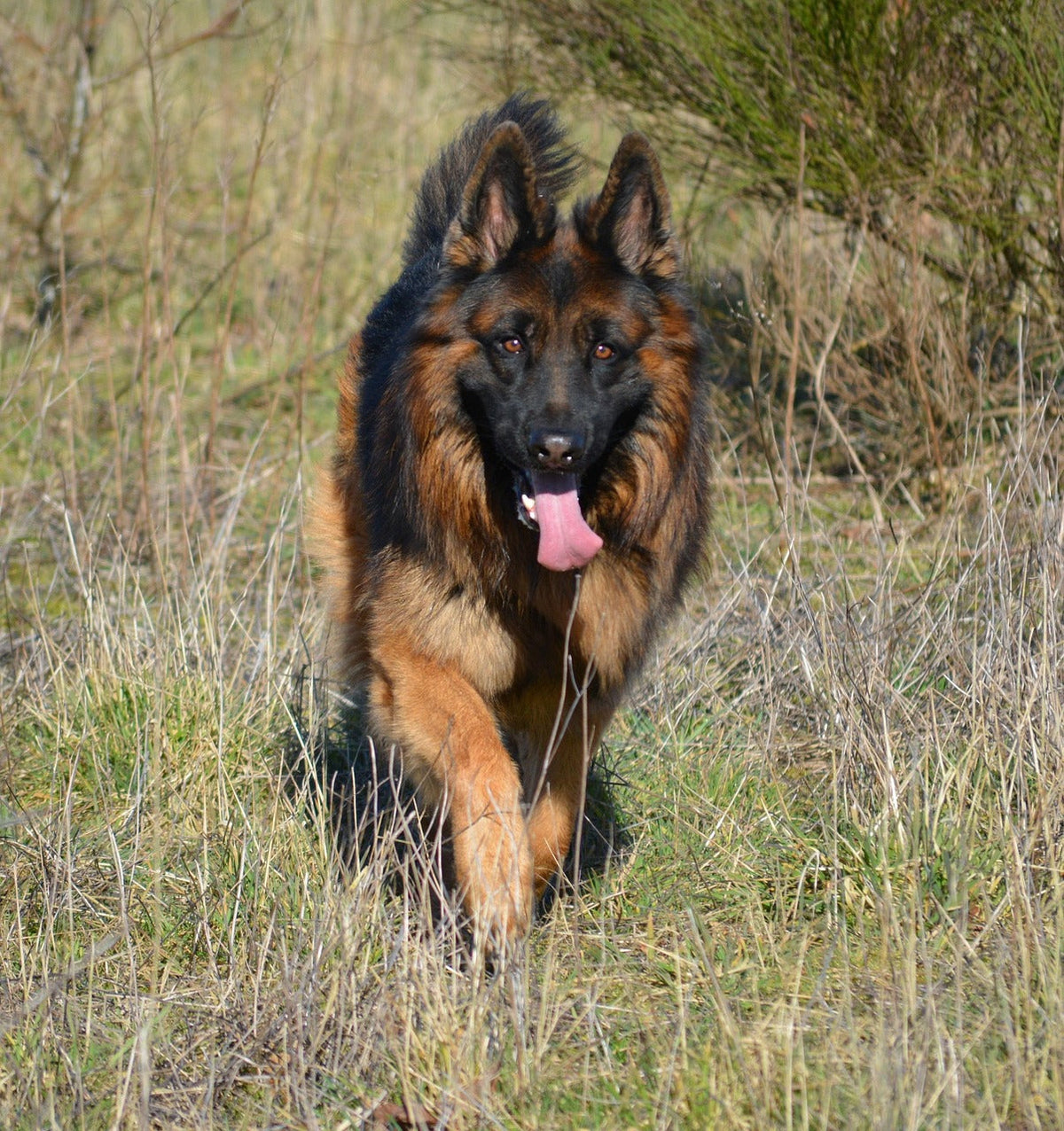 How to Reduce Excessive Dog Barking: Training Tips