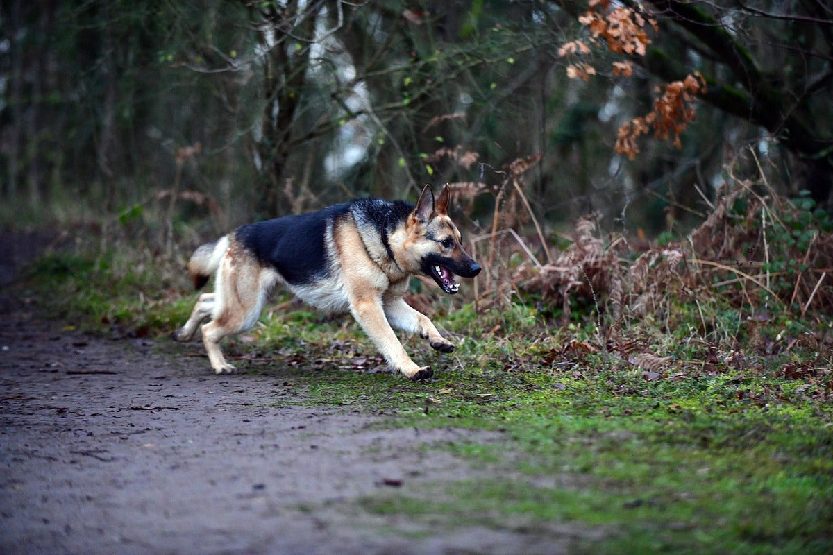 How to Keep Your Dog in the Yard Without a Fence