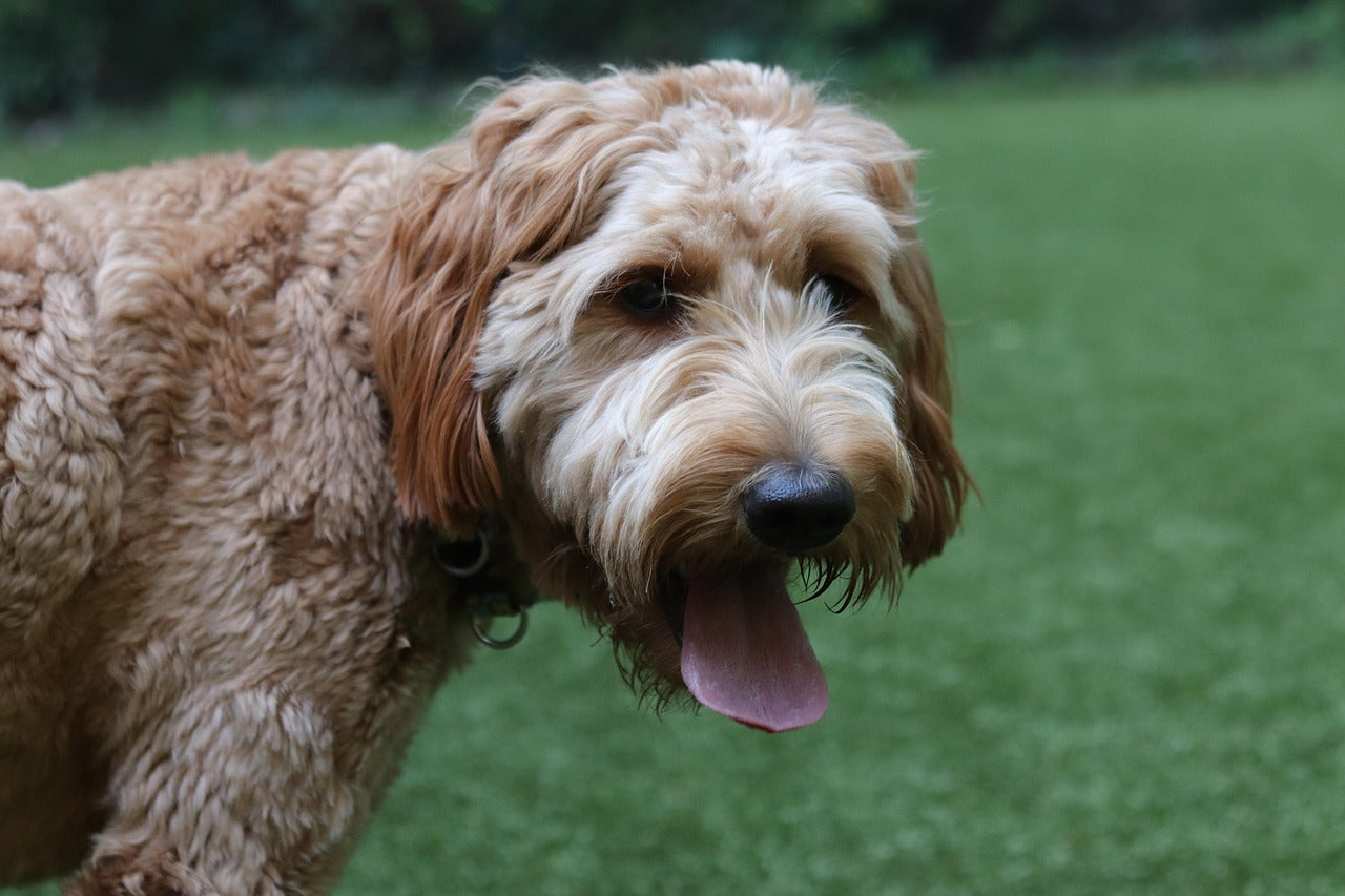 Goldendoodle Grooming Guide: How to Groom at Home Like a Pro