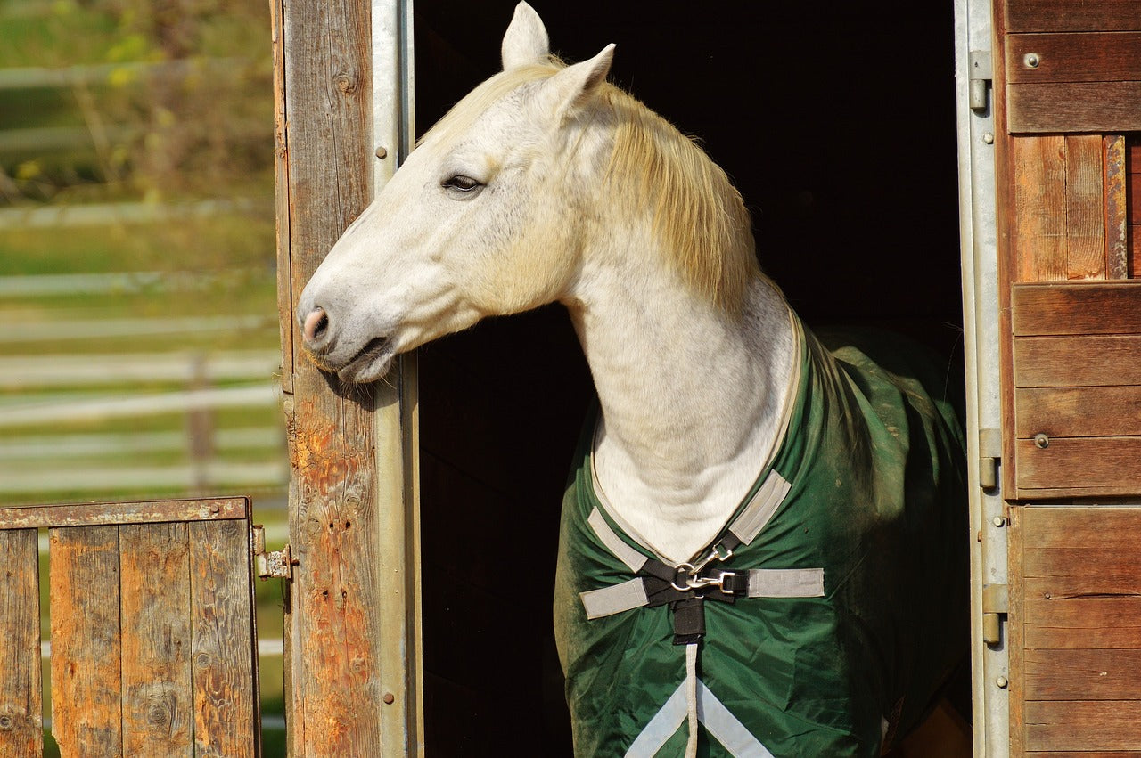 Best horse clippers for thick coats